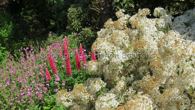 Mount Usher - I